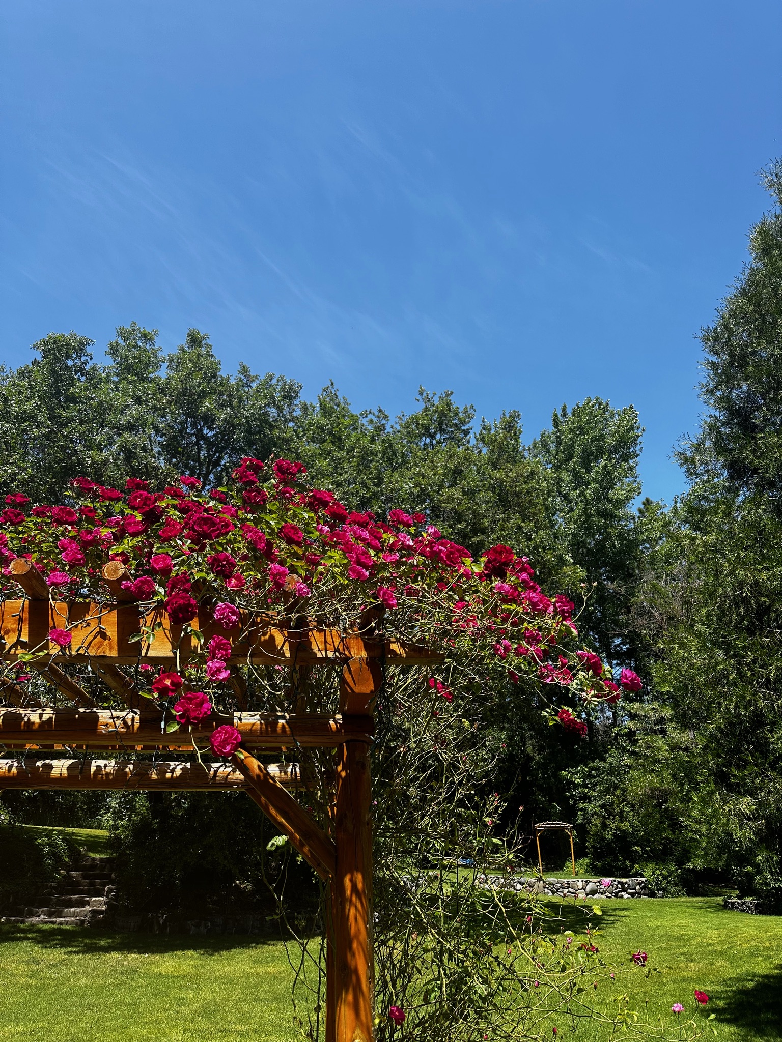 Rose-covered pergola in the lodge courtyard in summer